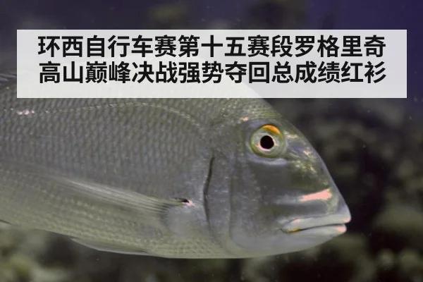 环西自行车赛第十五赛段罗格里奇高山巅峰决战强势夺回总成绩红衫